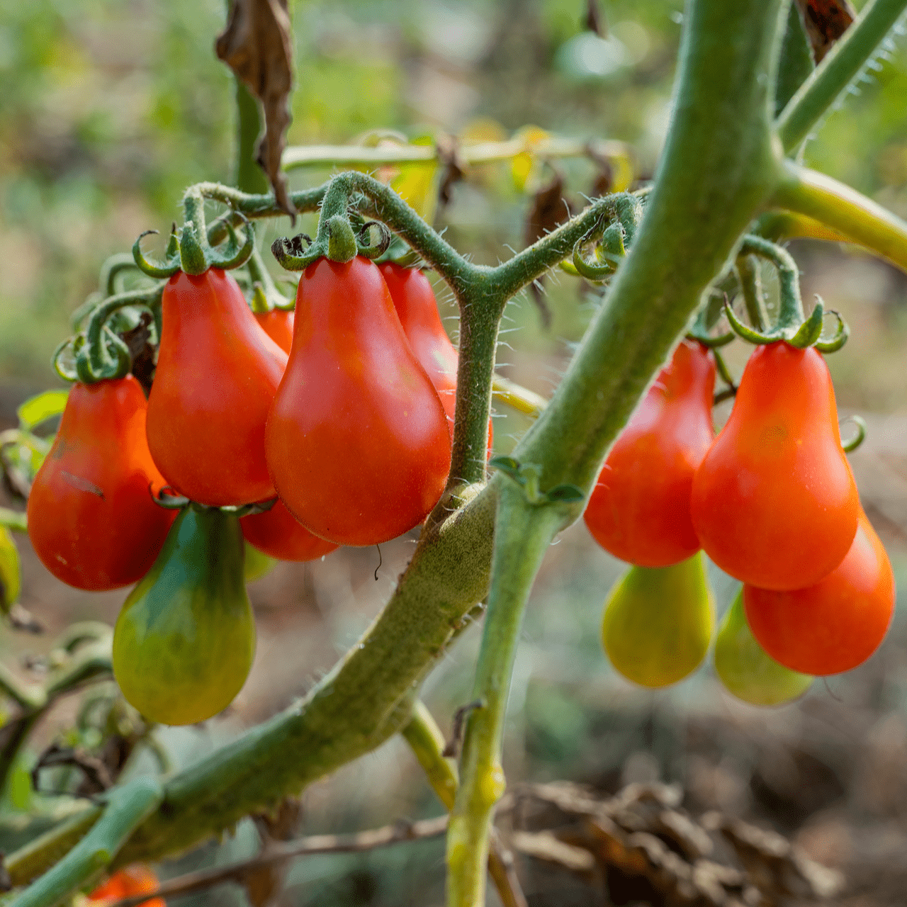 Red Fig Tomato Seeds (Solanum lycopersicum cv.) - Shop-orias