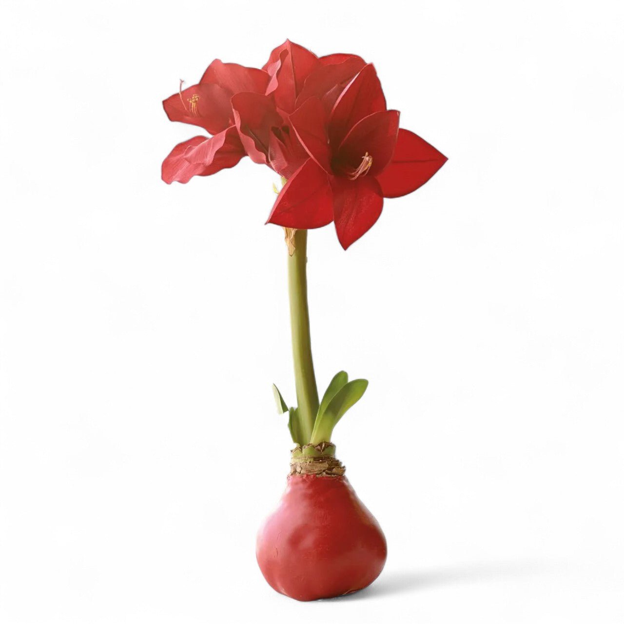 Red Wax Amaryllis Bulb - Shop-orias