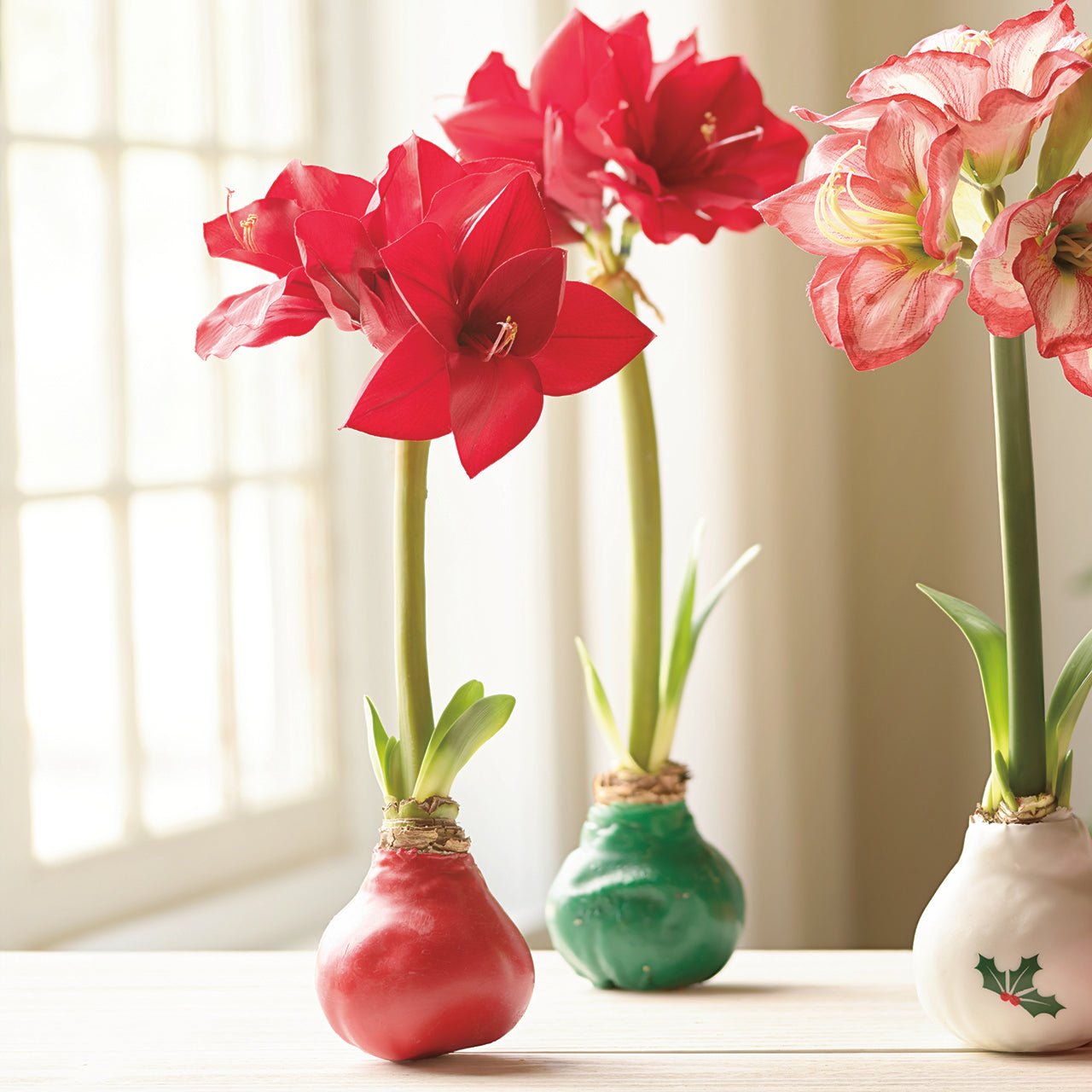 Red Wax Amaryllis Bulb - Shop-orias