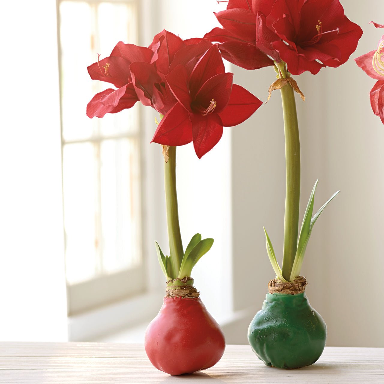 Red Wax Amaryllis Bulb - Shop-orias