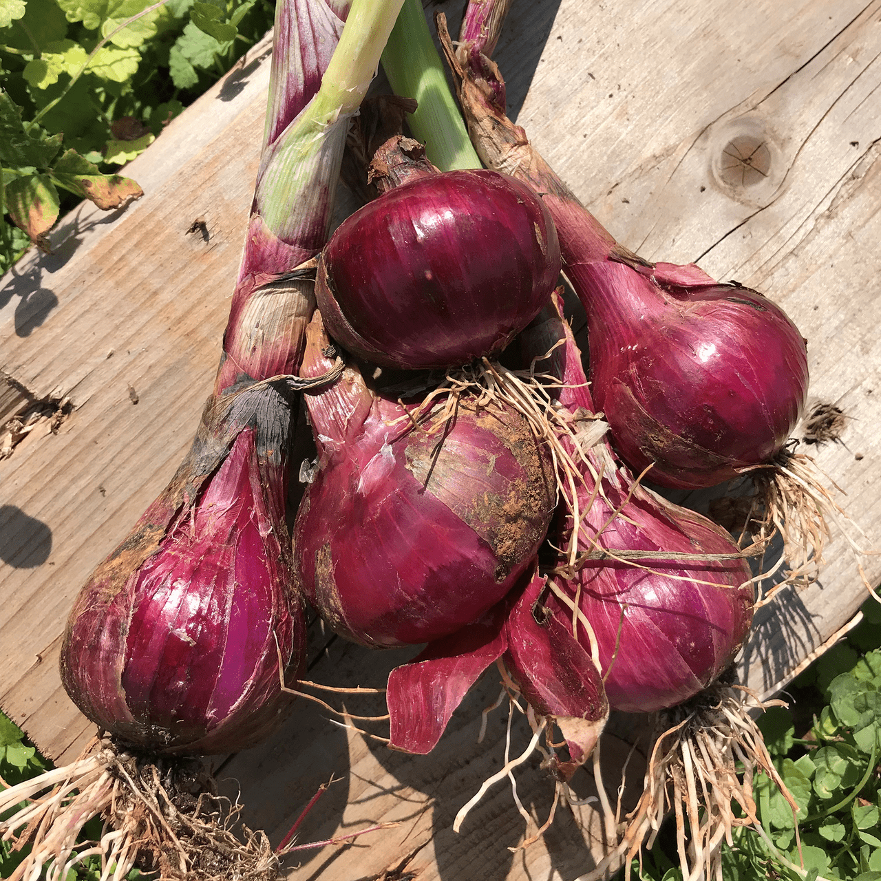 Red Wethersfield Onion Seeds (Allium cepa cv.) - Shop-orias