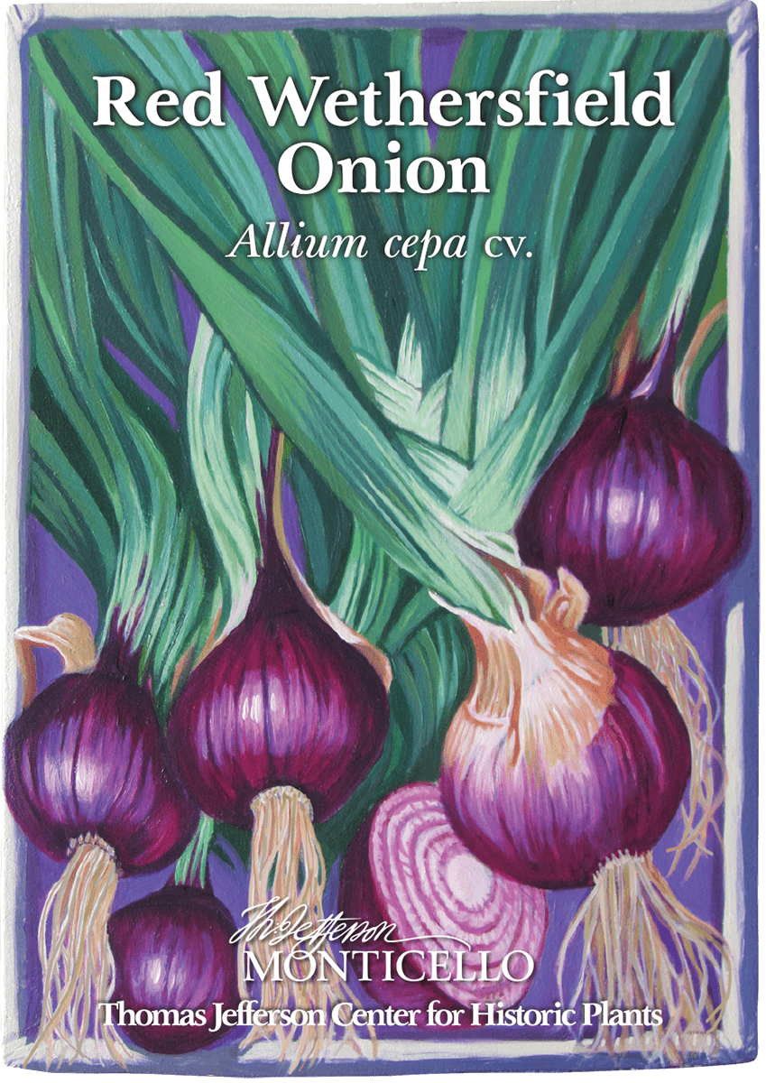 Red Wethersfield Onion Seeds (Allium cepa cv.) - Shop-orias