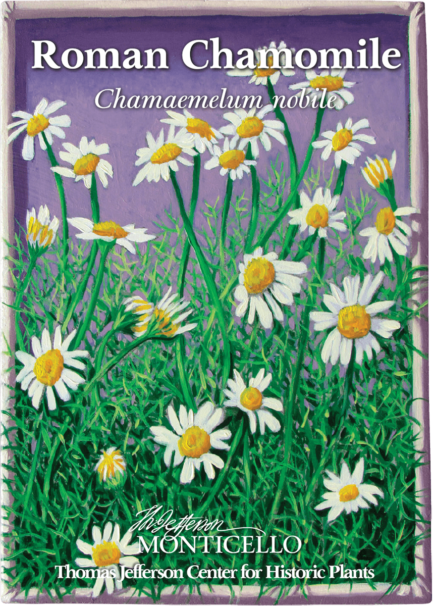 Roman Chamomile Seeds (Chamaemelum nobile) - Shop-orias