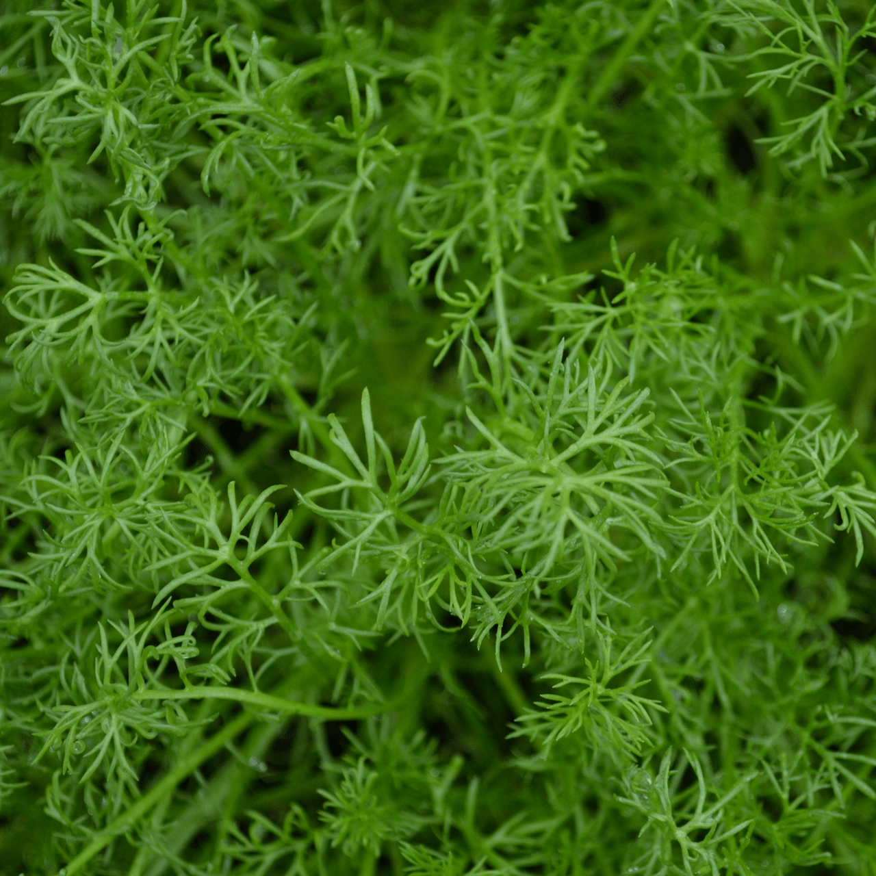 Roman Chamomile Seeds (Chamaemelum nobile) - Shop-orias