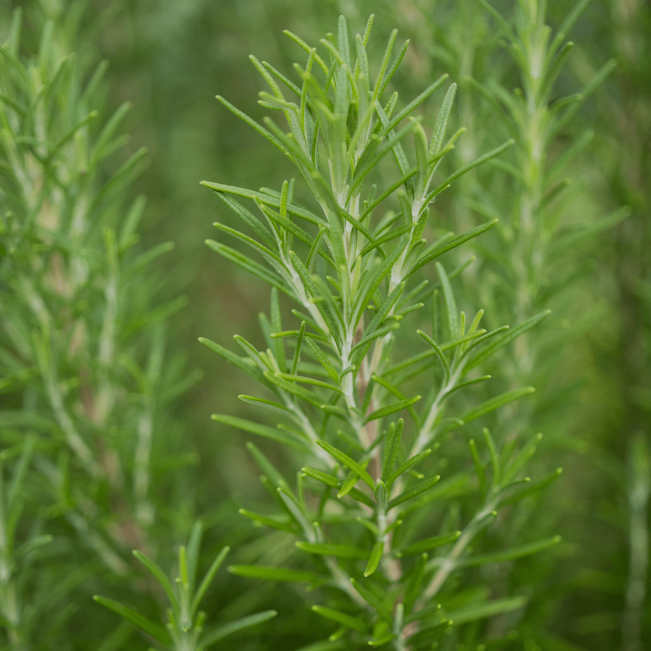 Rosemary Seeds (Rosmarinus officinalis) - Shop-orias