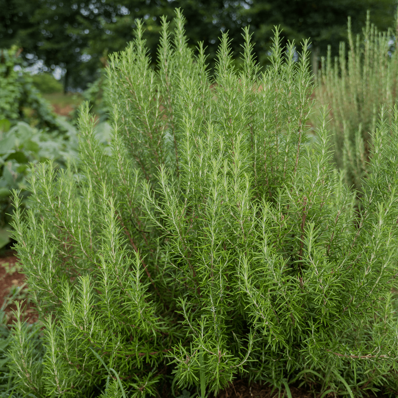 Rosemary Seeds (Rosmarinus officinalis) - Shop-orias
