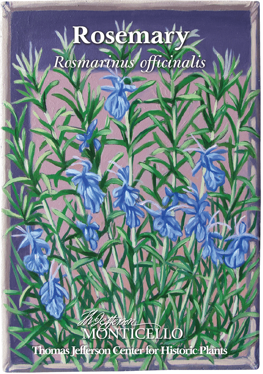 Rosemary Seeds (Rosmarinus officinalis) - Shop-orias