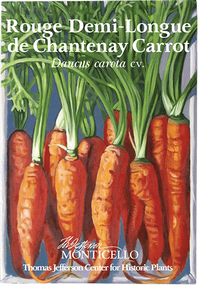 Rouge Demi - Longue de Chantenay Carrot Seeds (Daucus carota cv.) - Shop-orias