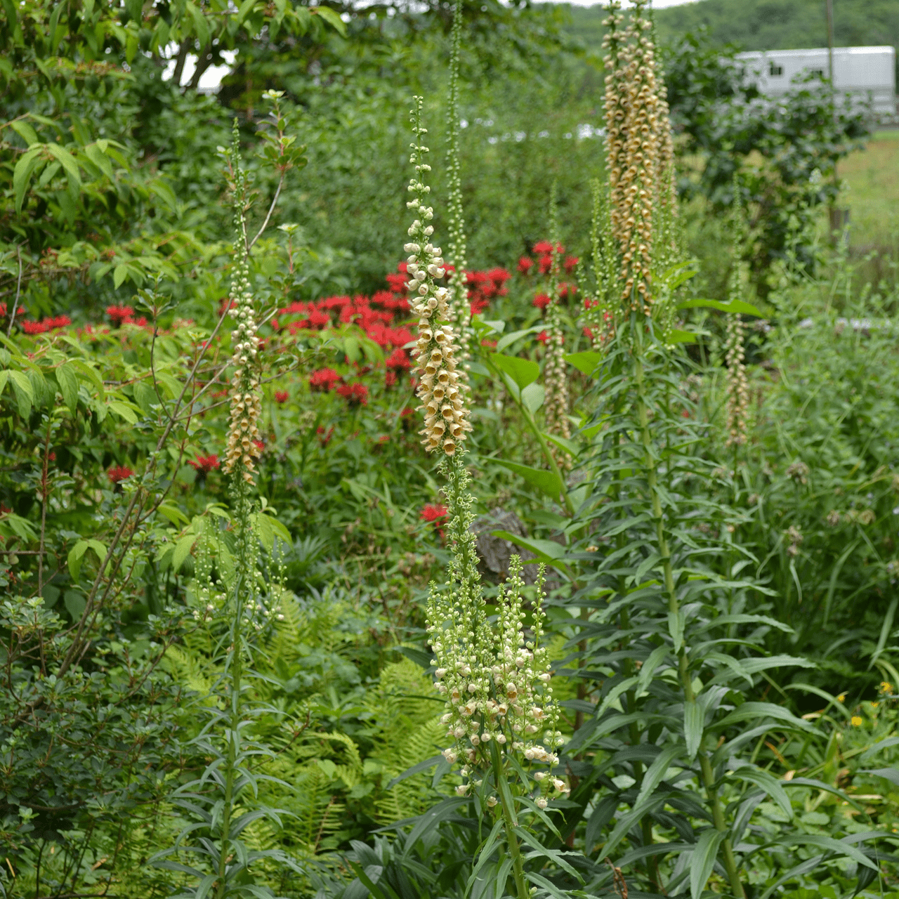 Rusty Foxglove Seeds (Digitalis ferruginea) - Shop-orias