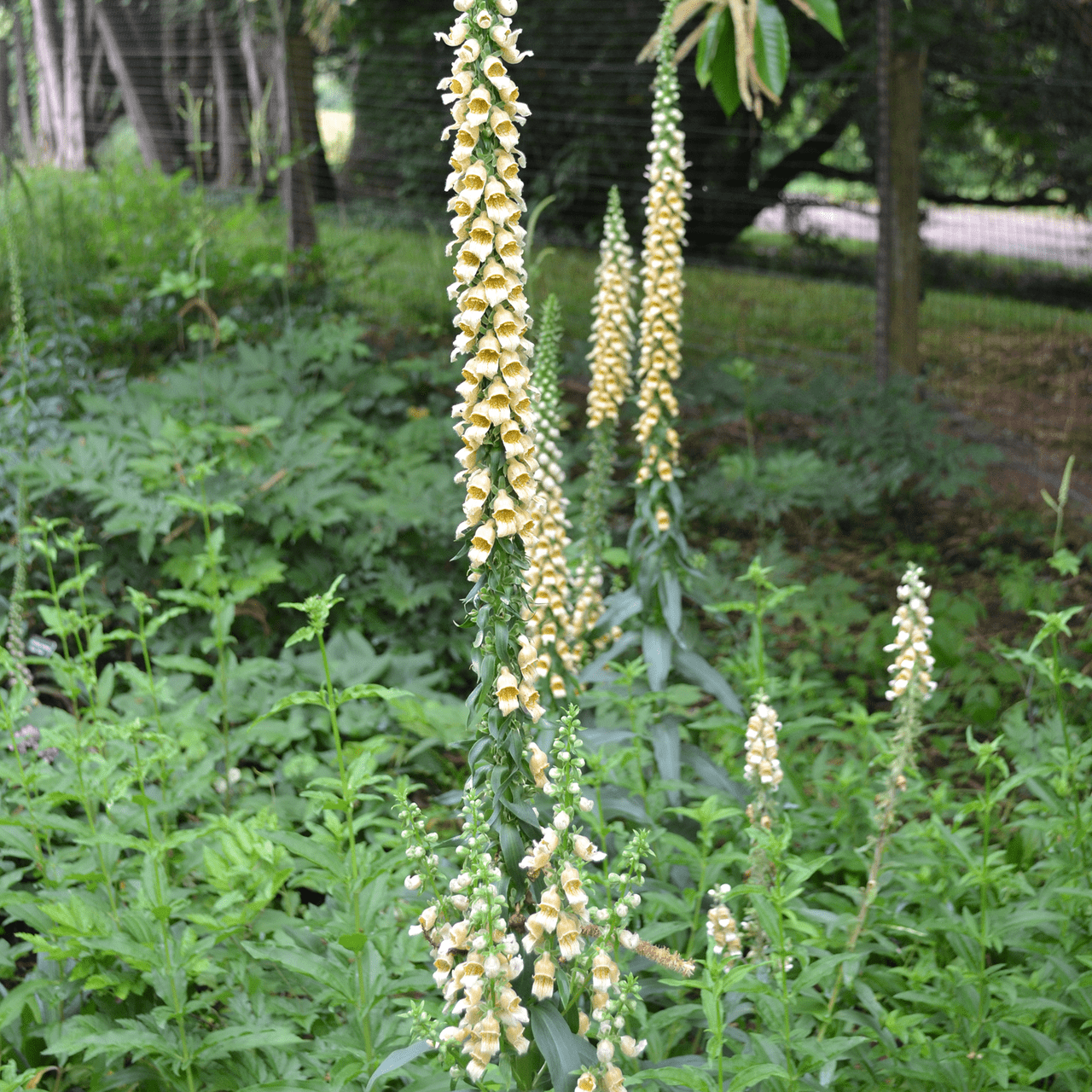 Rusty Foxglove Seeds (Digitalis ferruginea) - Shop-orias