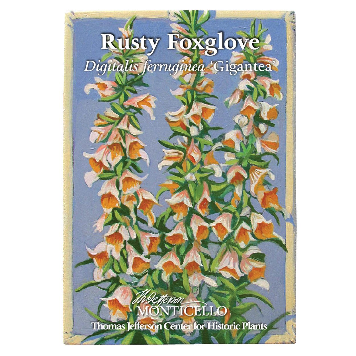 Rusty Foxglove Seeds (Digitalis ferruginea) - Shop-orias