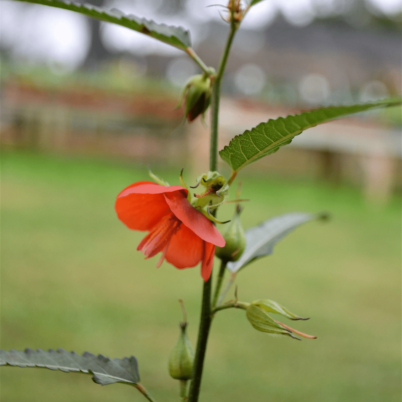Scarlet Pentapetes Seeds (Pentapetes phoenicea) - Shop-orias