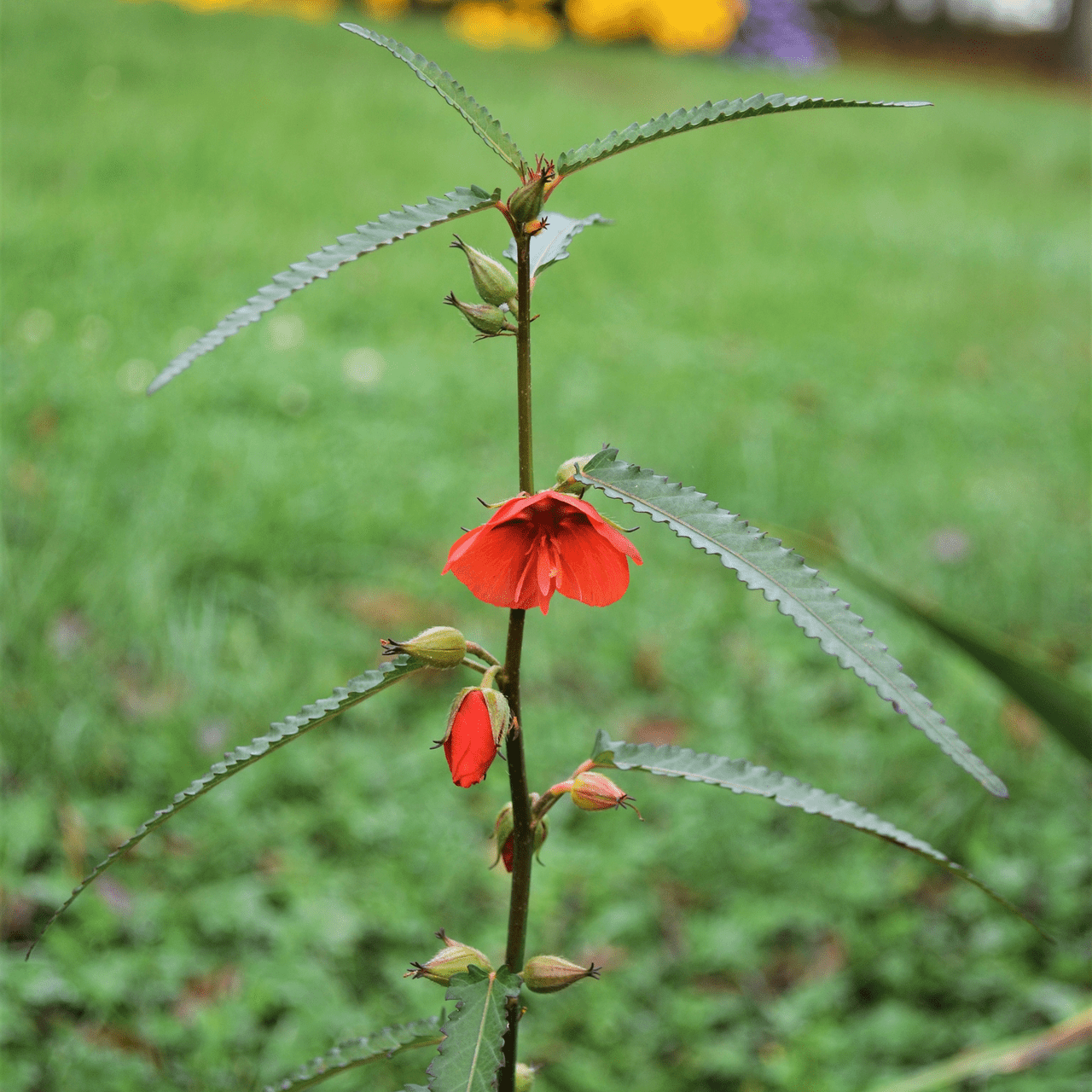 Scarlet Pentapetes Seeds (Pentapetes phoenicea) - Shop-orias