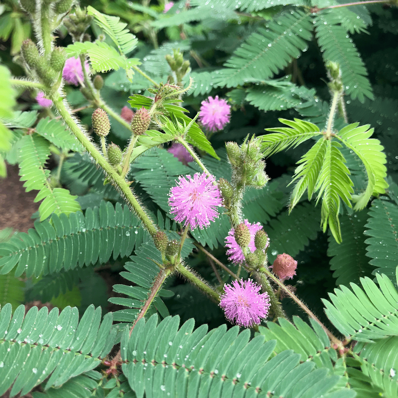 Sensitive Plant Seeds (Mimosa pudica) - Shop-orias
