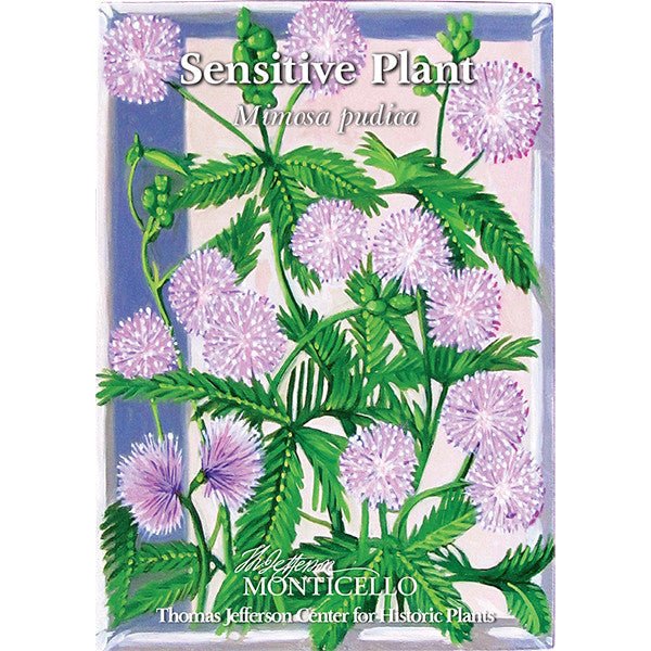 Sensitive Plant Seeds (Mimosa pudica) - Shop-orias