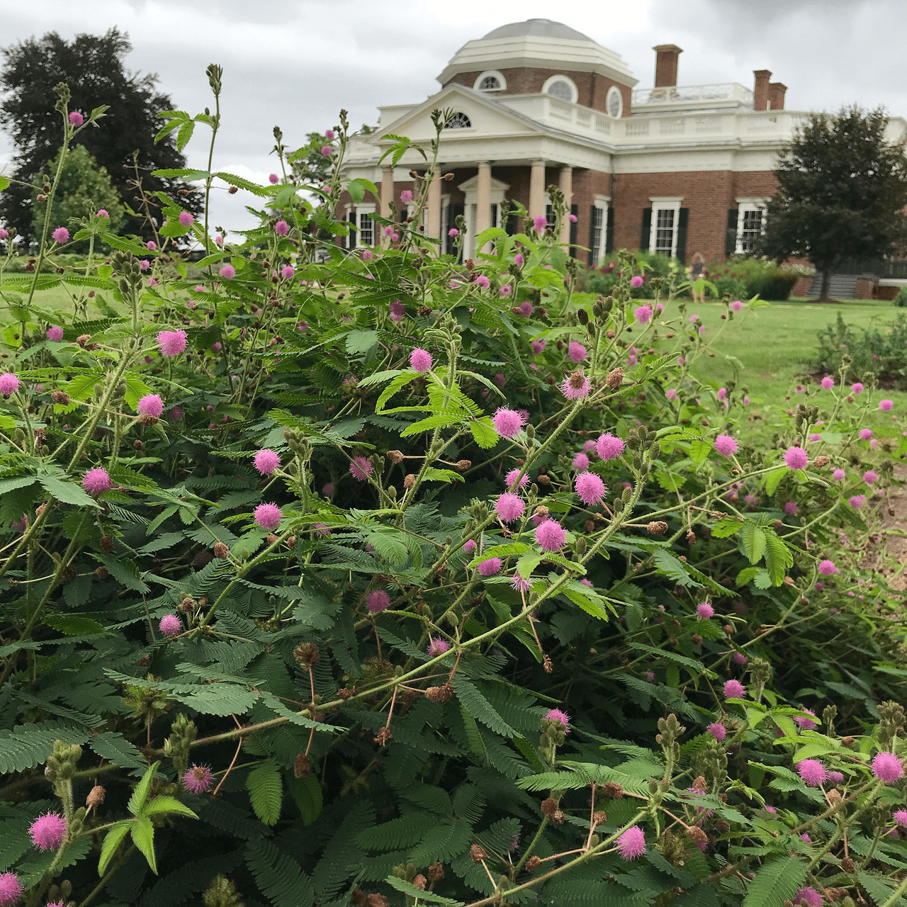 Sensitive Plant Seeds (Mimosa pudica) - Shop-orias