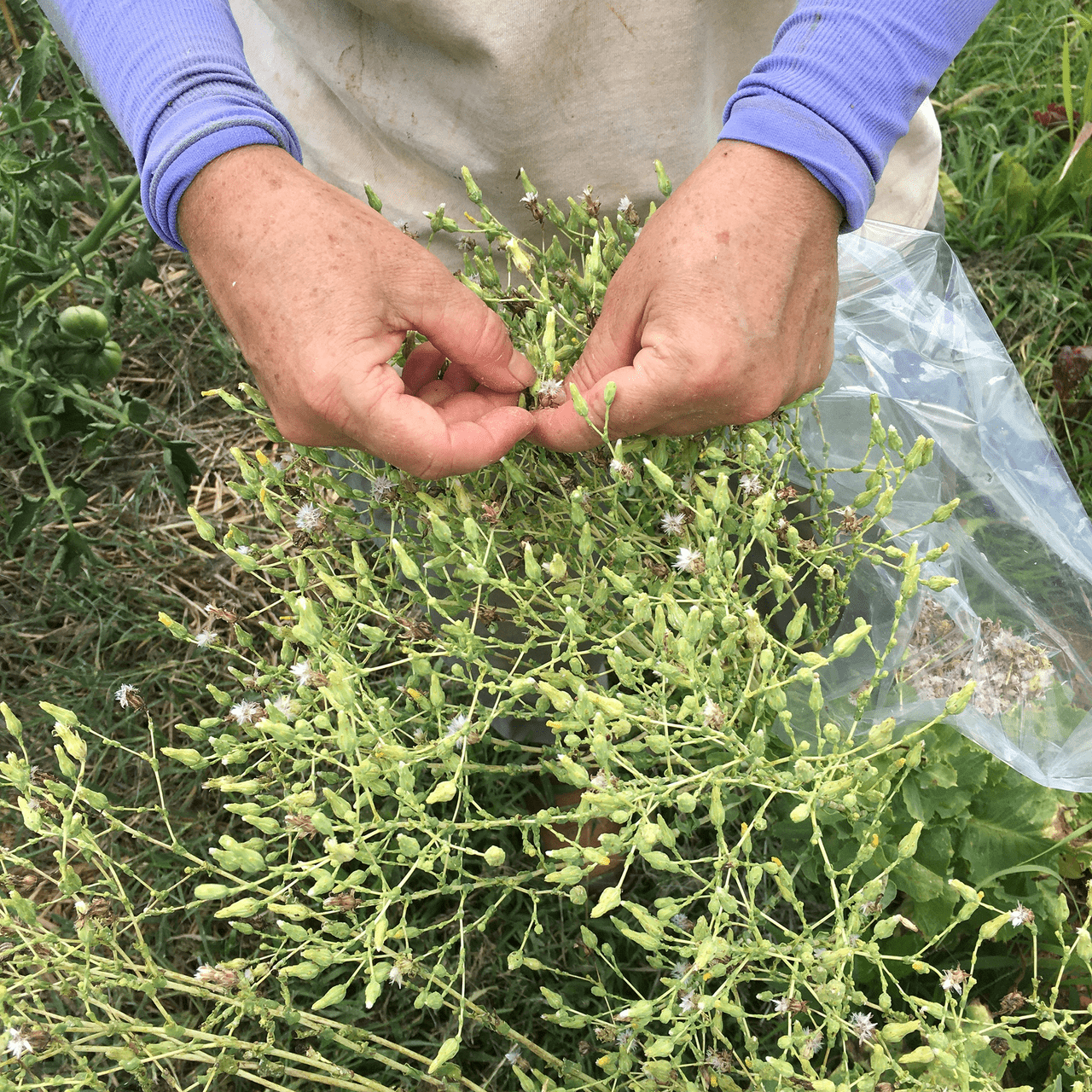 Silesia Lettuce Seeds (Lactuca sativa cv.) - Shop-orias
