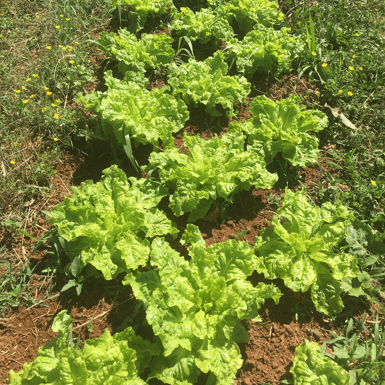 Silesia Lettuce Seeds (Lactuca sativa cv.) - Shop-orias