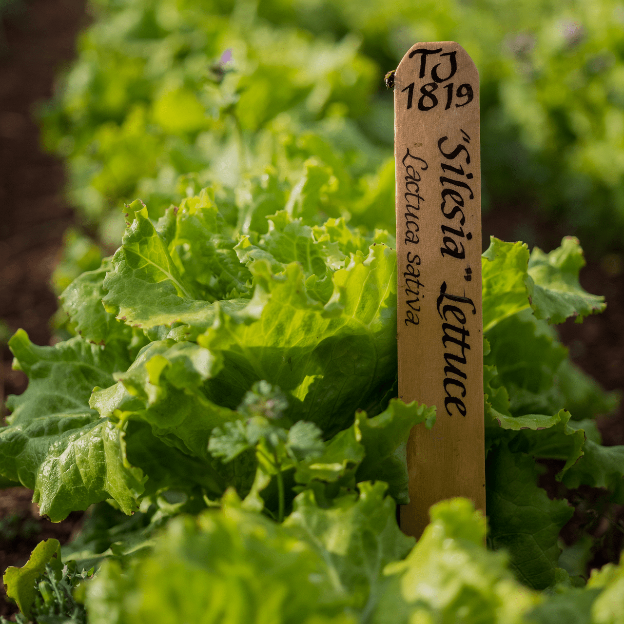 Silesia Lettuce Seeds (Lactuca sativa cv.) - Shop-orias