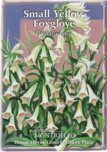 Small Yellow Foxglove Seeds (Digitalis lutea) - Shop-orias