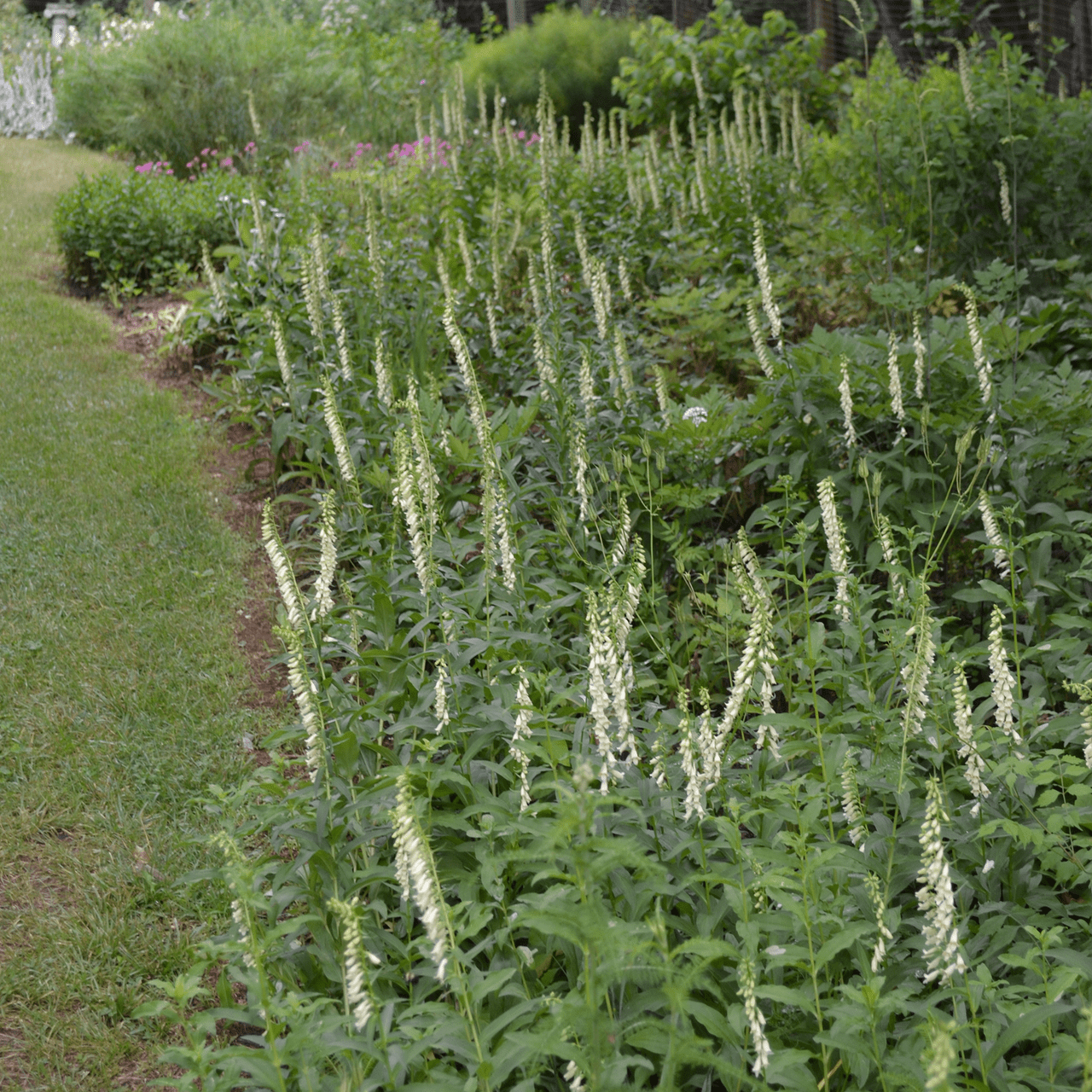 Small Yellow Foxglove Seeds (Digitalis lutea) - Shop-orias