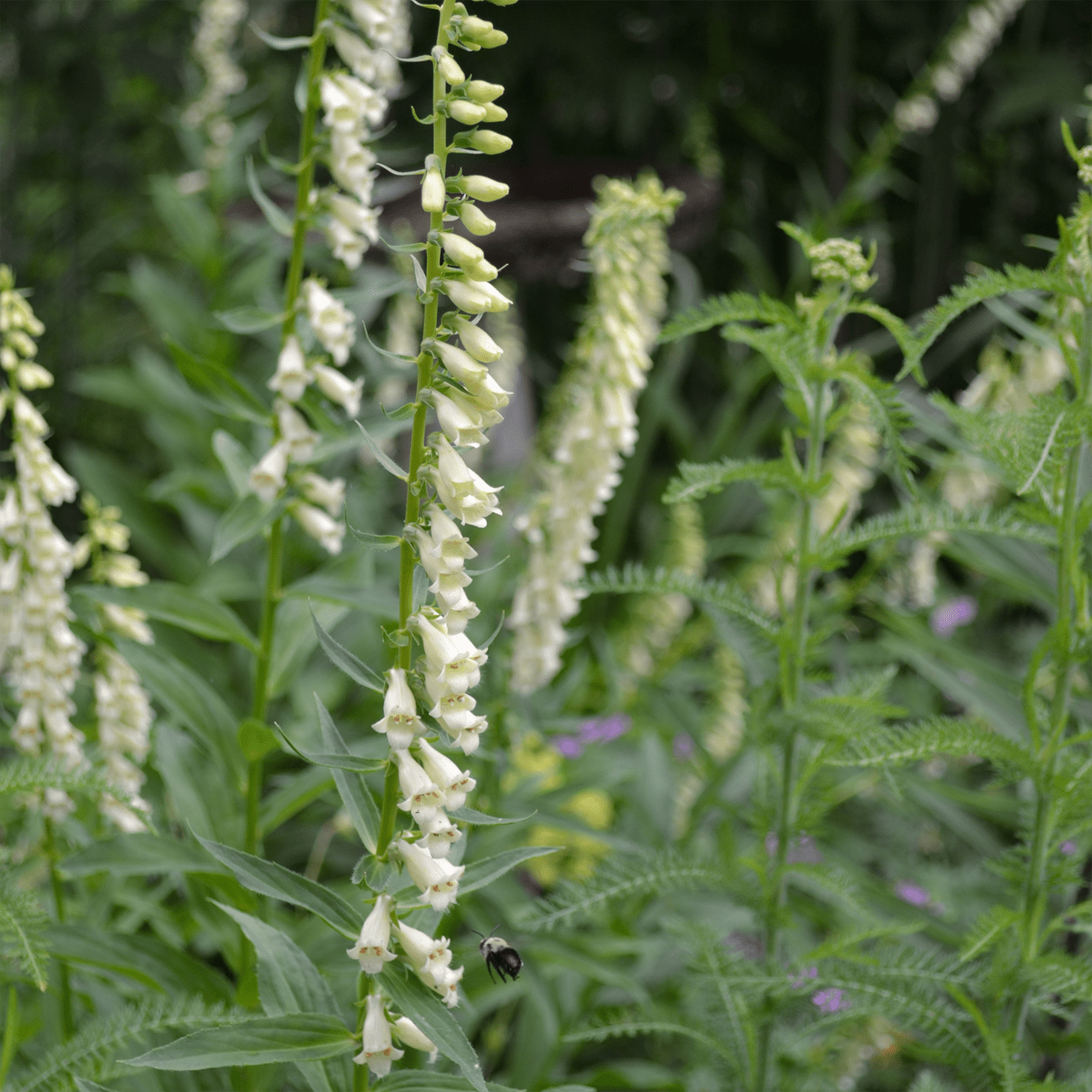 Small Yellow Foxglove Seeds (Digitalis lutea) - Shop-orias