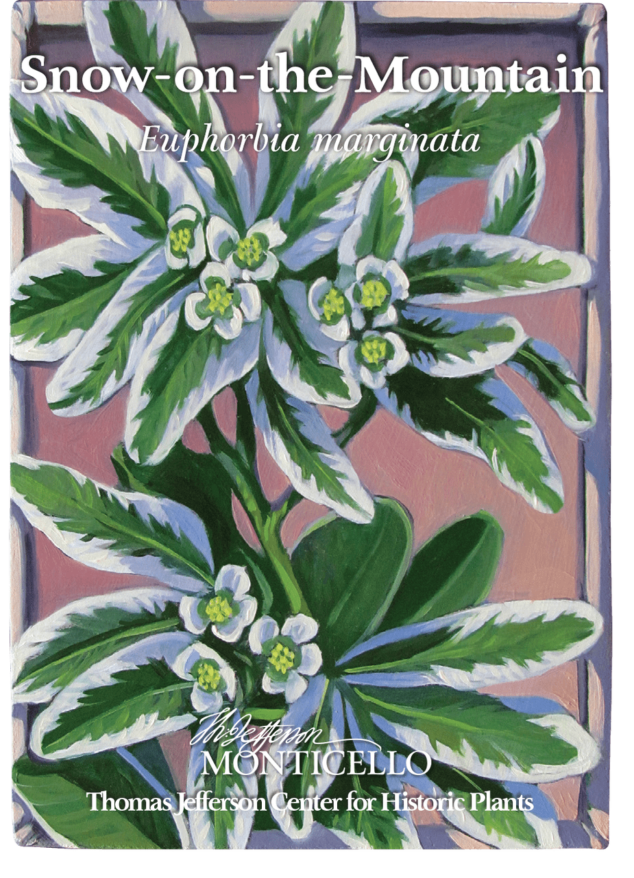 Snow - on - the - Mountain Seeds (Euphorbia marginata) - Shop-orias