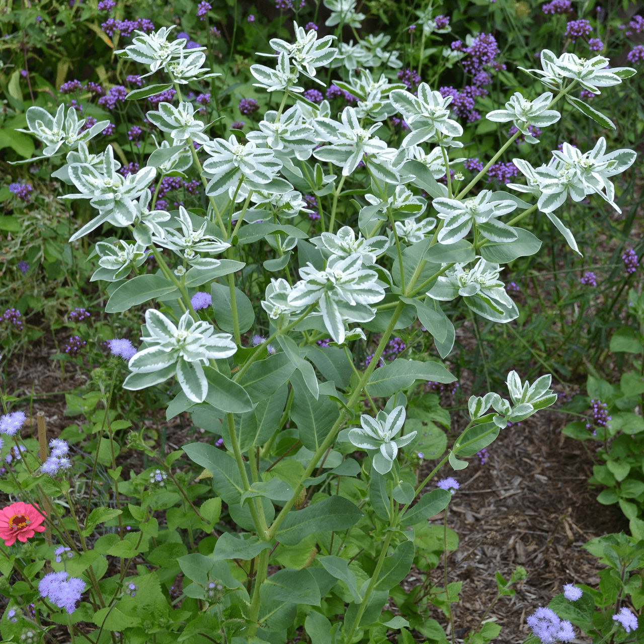 Snow - on - the - Mountain Seeds (Euphorbia marginata) - Shop-orias