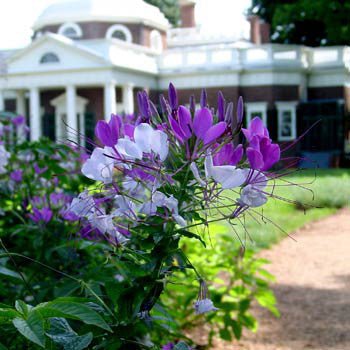 Spider Flower Seeds (Cleome hasslerana) - Shop-orias