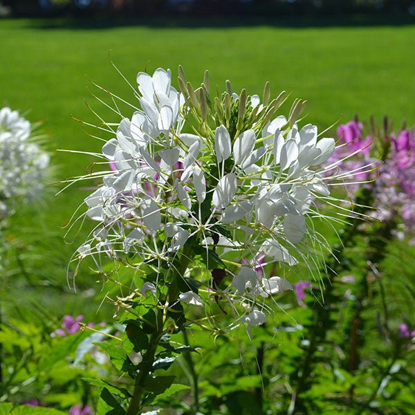 Spider Flower Seeds (Cleome hasslerana) - Shop-orias