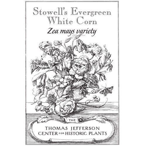 Stowell's Evergreen White Corn Seeds (Zea mays variety) - Shop-orias