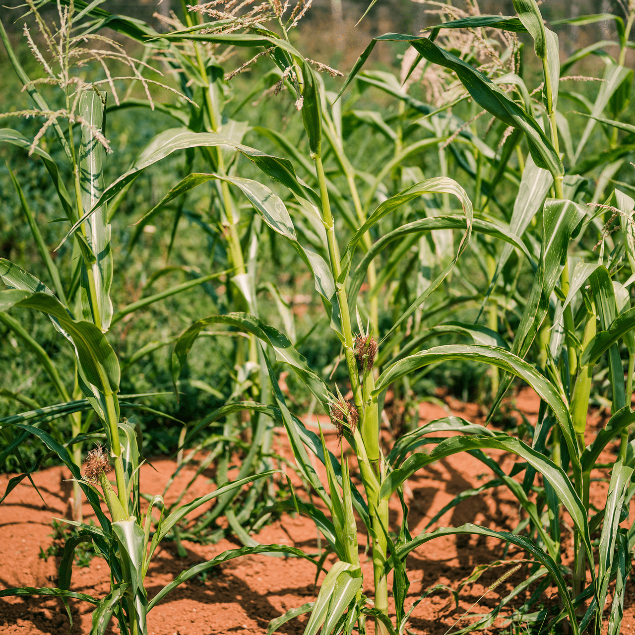 Stowell's Evergreen White Corn Seeds (Zea mays variety) - Shop-orias