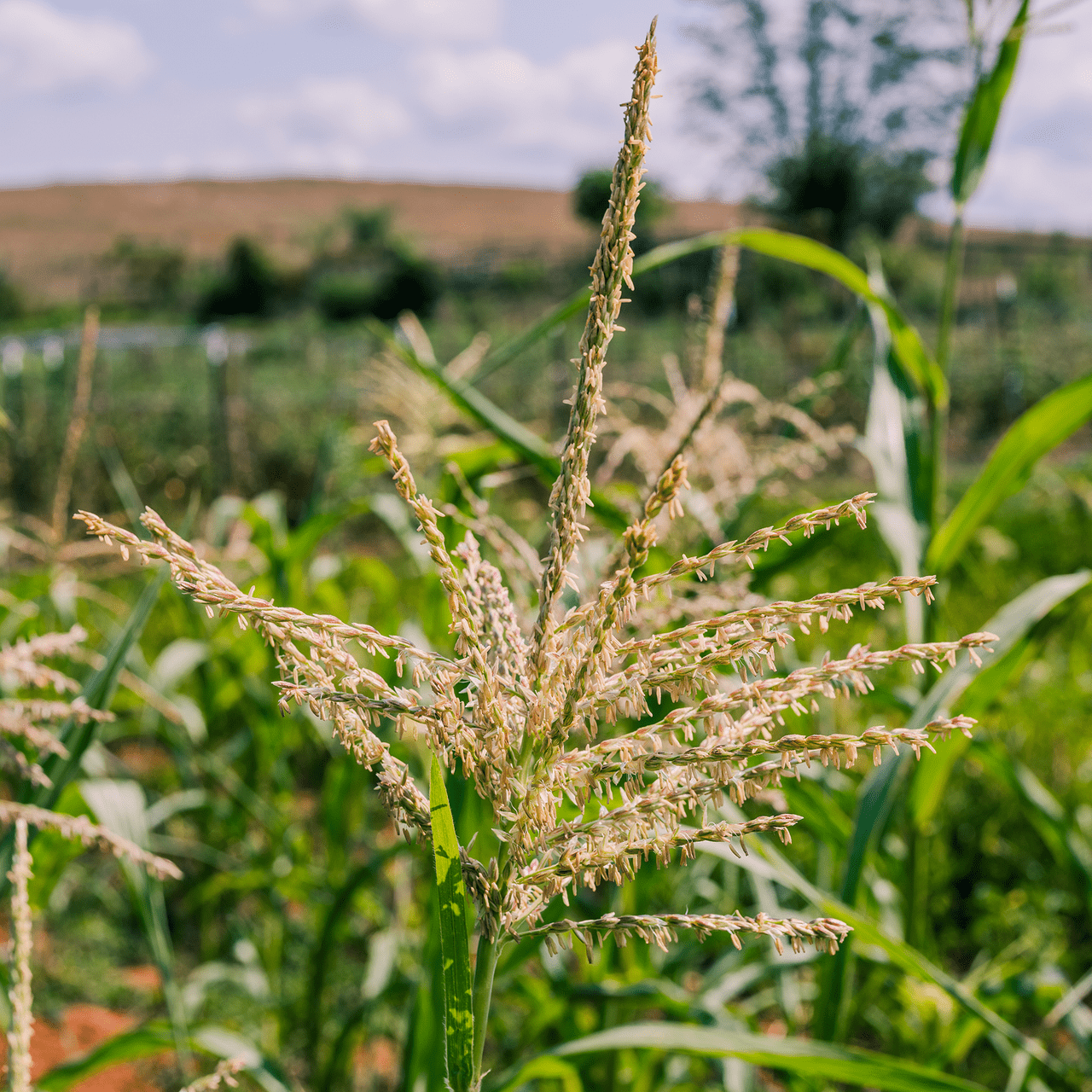 Stowell's Evergreen White Corn Seeds (Zea mays variety) - Shop-orias