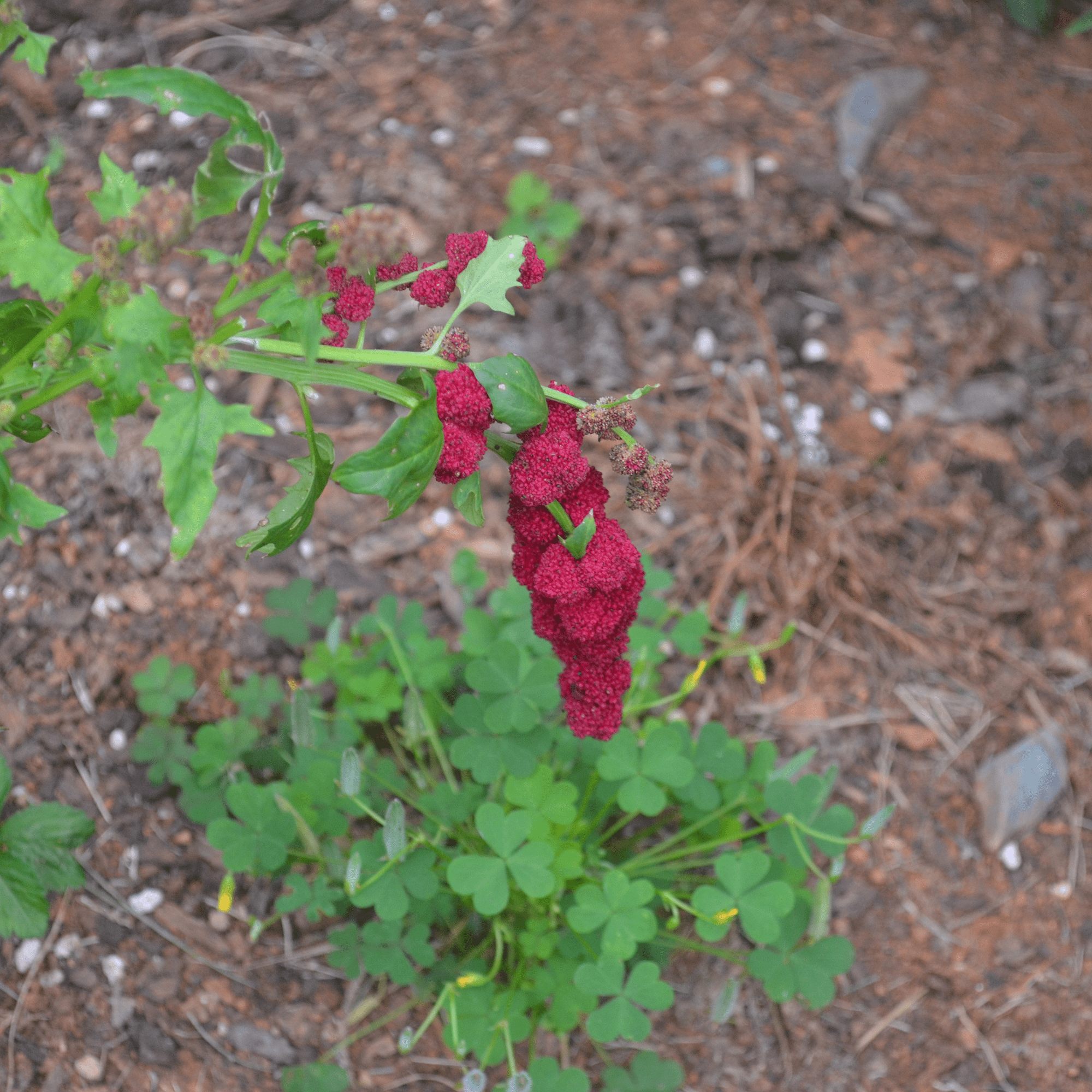 Strawberry Spinach Seeds (Chenopodium capitatum) - Shop-orias