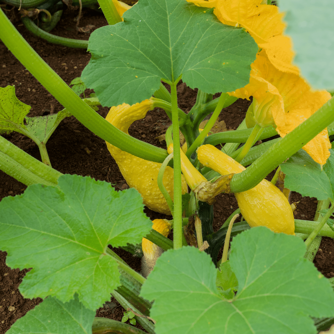 Summer Crookneck Squash Seeds (Cucurbita pepo cv.) - Shop-orias