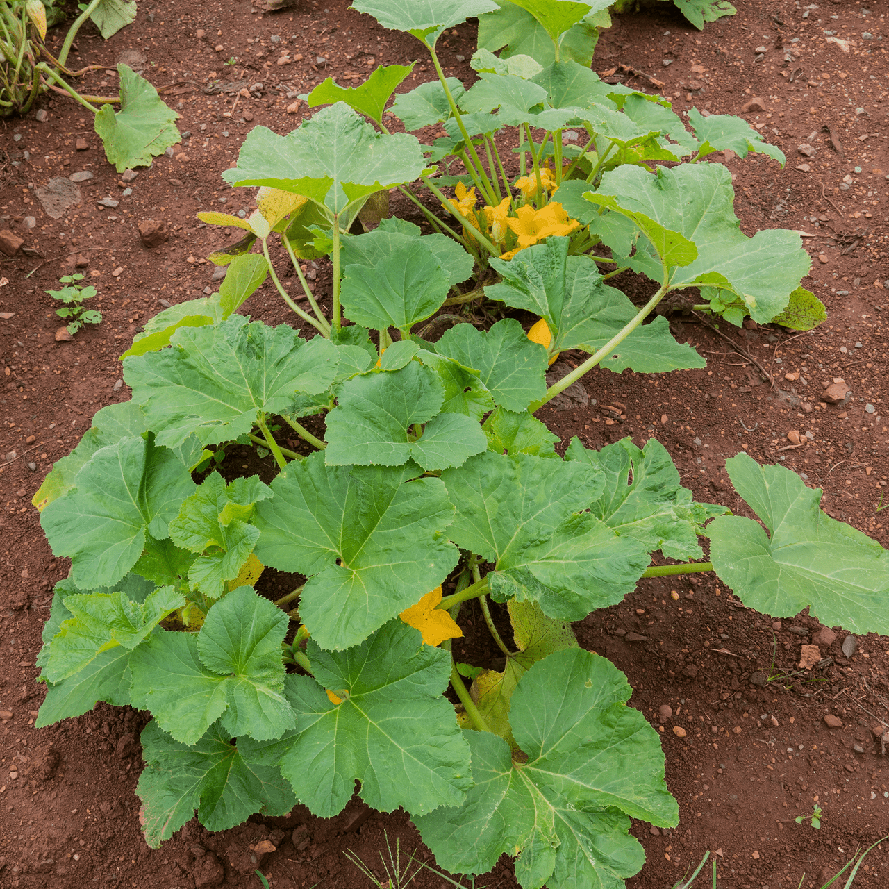 Summer Crookneck Squash Seeds (Cucurbita pepo cv.) - Shop-orias