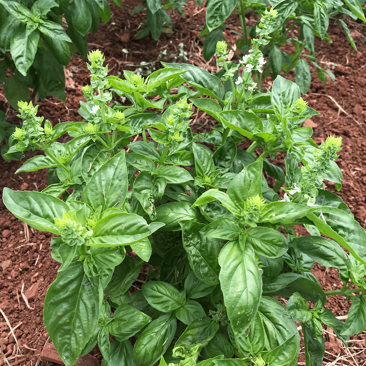 Sweet Basil Seeds (Ocimum basilicum) - Shop-orias