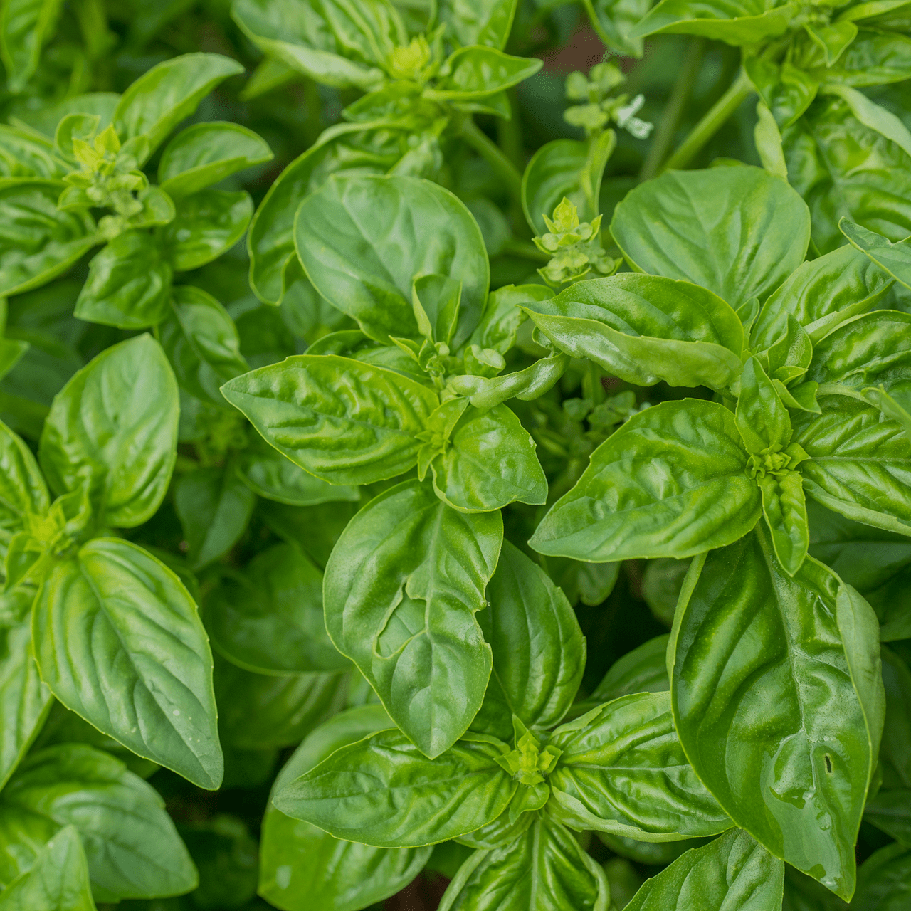Sweet Basil Seeds (Ocimum basilicum) - Shop-orias