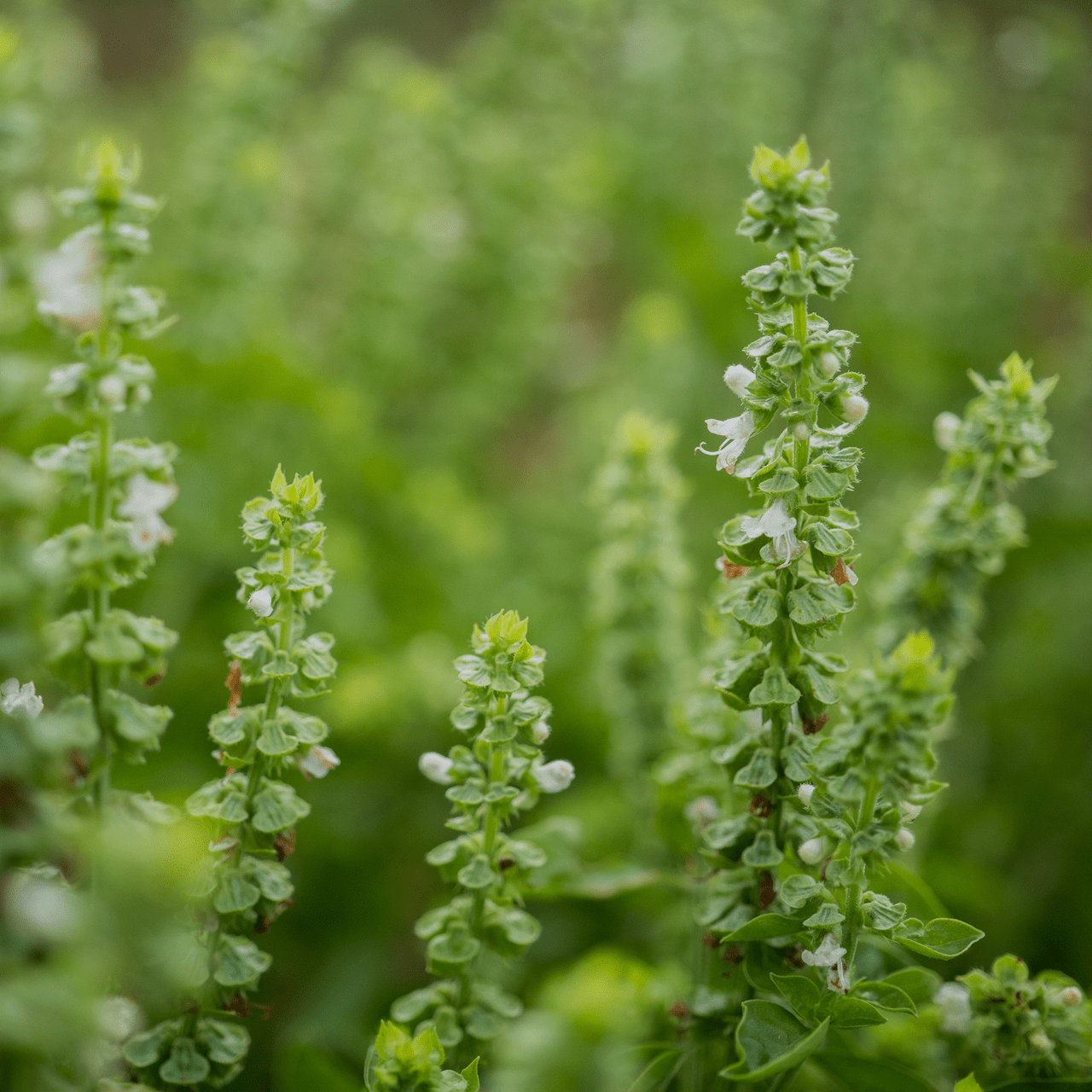 Sweet Basil Seeds (Ocimum basilicum) - Shop-orias