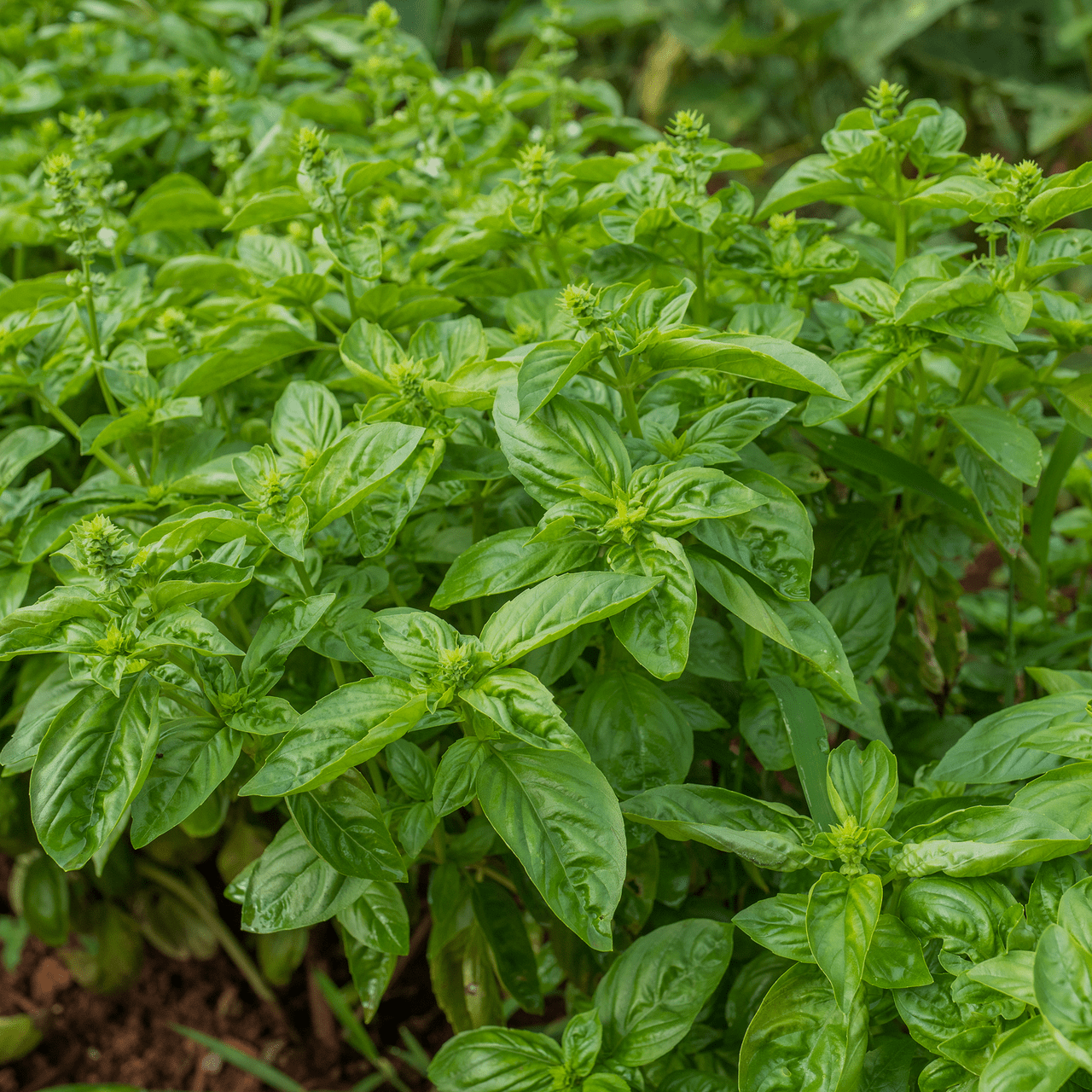 Sweet Basil Seeds (Ocimum basilicum) - Shop-orias