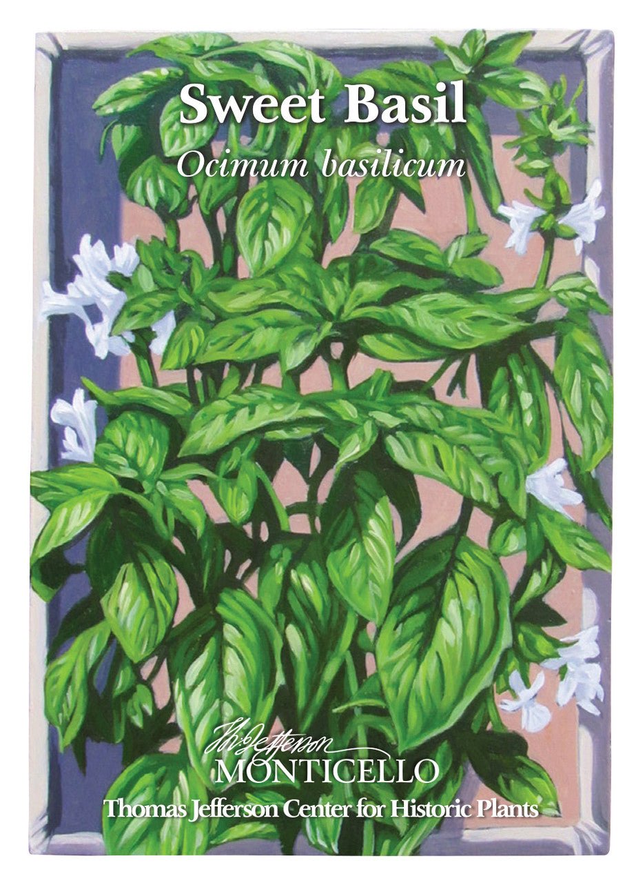 Sweet Basil Seeds (Ocimum basilicum) - Shop-orias