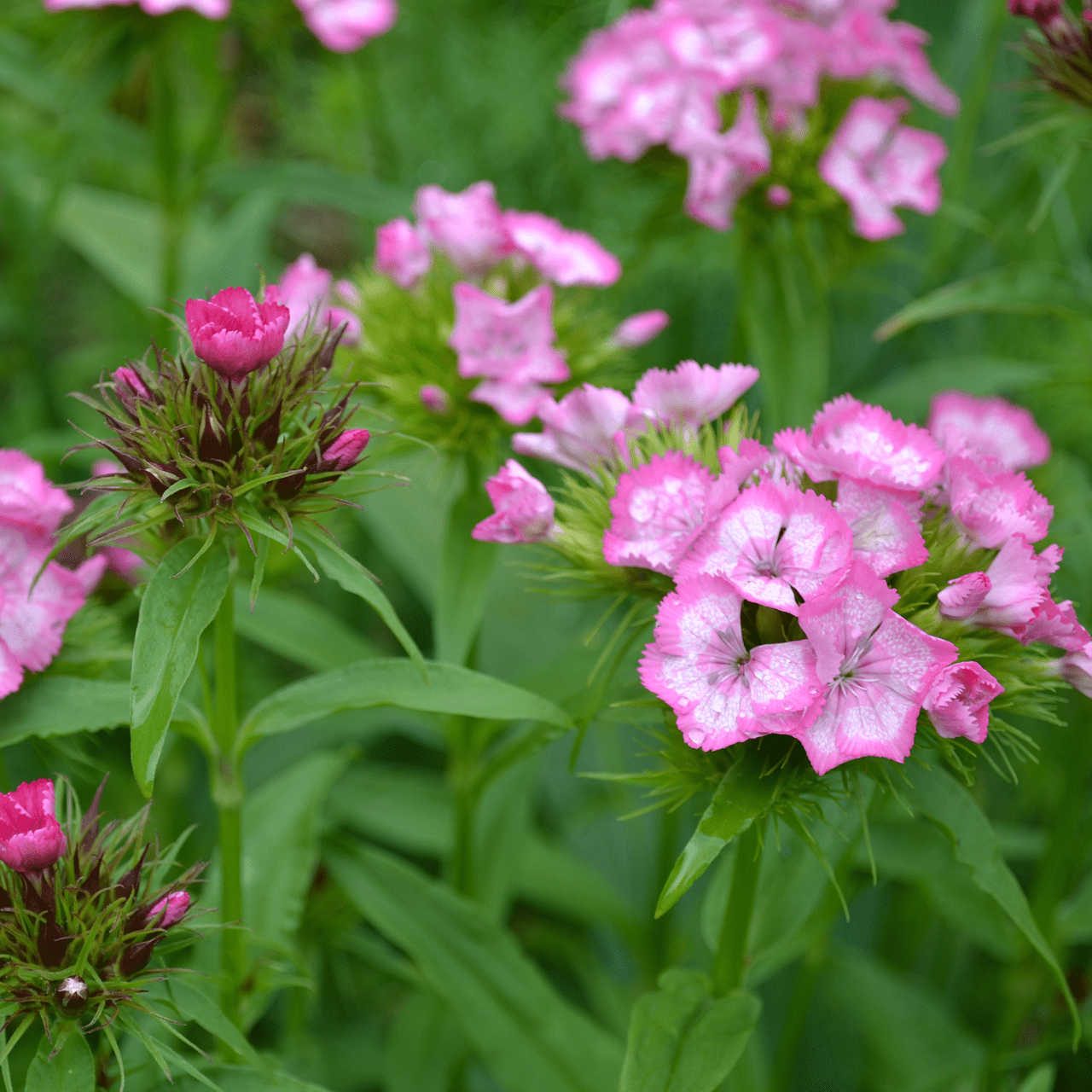 Sweet William Seeds (Dianthus barbatus) - Shop-orias