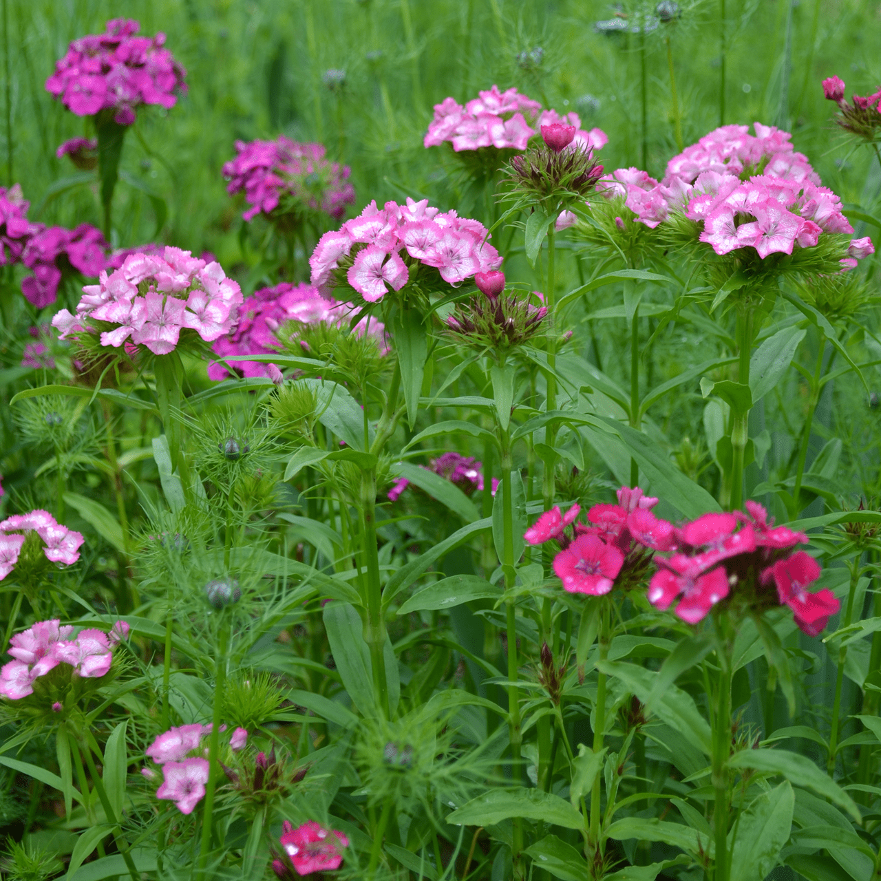 Sweet William Seeds (Dianthus barbatus) - Shop-orias