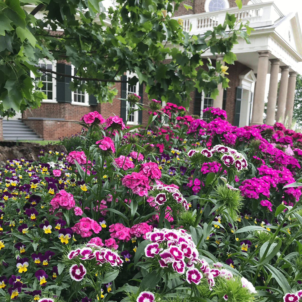 Sweet William Seeds (Dianthus barbatus) - Shop-orias