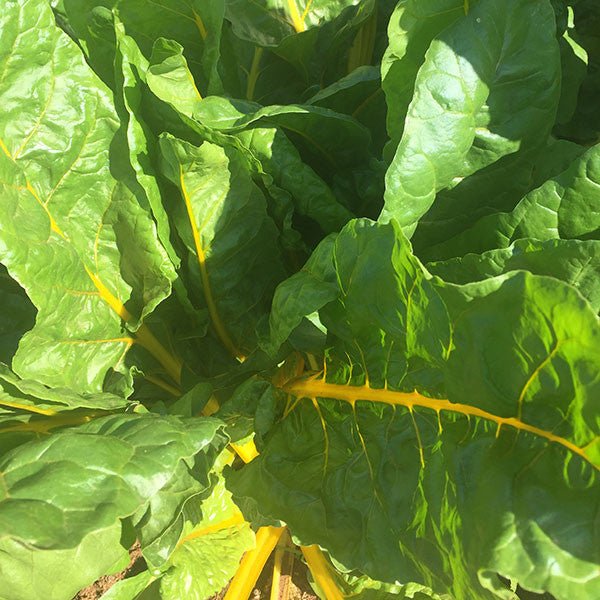 Swiss Chard "Mixed Colors" Seeds (Beta vulgaris subsp. cicla) - Shop-orias
