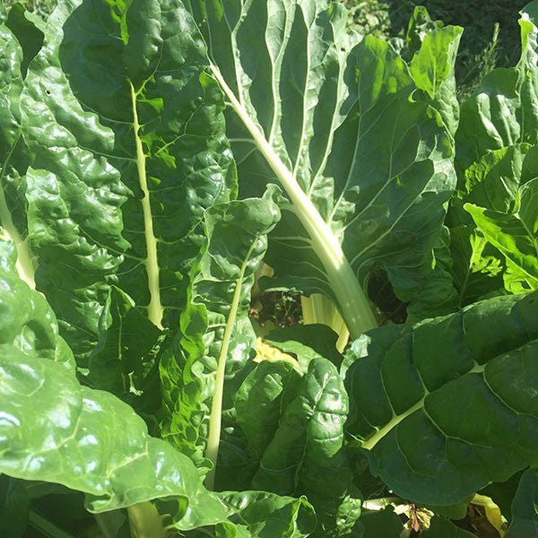Swiss Chard "Mixed Colors" Seeds (Beta vulgaris subsp. cicla) - Shop-orias