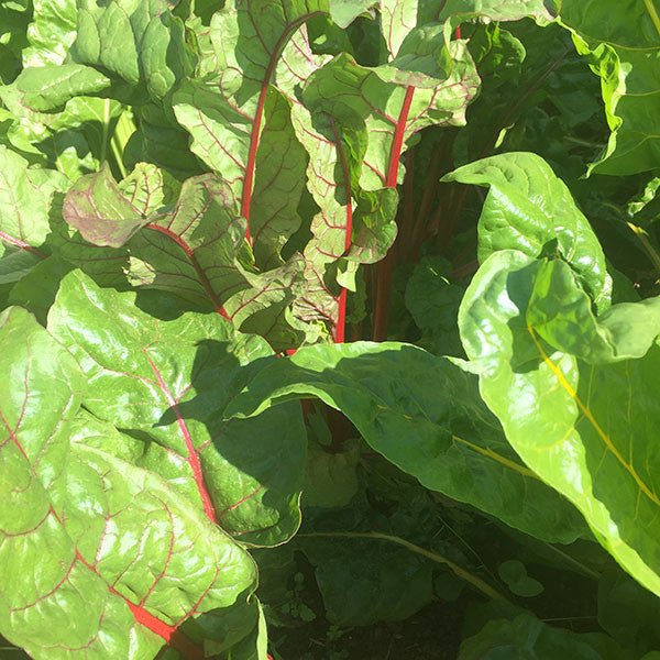 Swiss Chard "Mixed Colors" Seeds (Beta vulgaris subsp. cicla) - Shop-orias