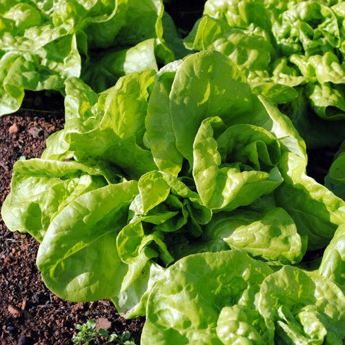 Tennis Ball Lettuce Seeds (Lactuca sativa cv.) - Shop-orias