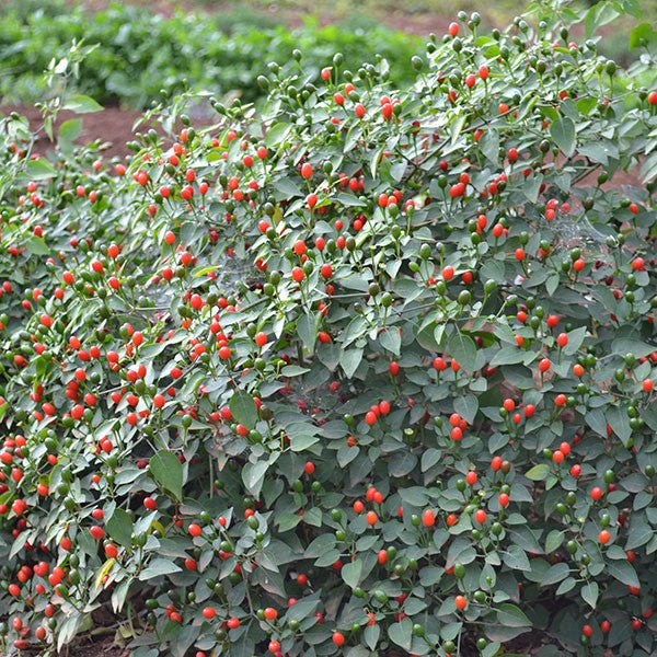 Texas Bird Pepper Seeds (Capsicum annuum glabriusculum) - Shop-orias