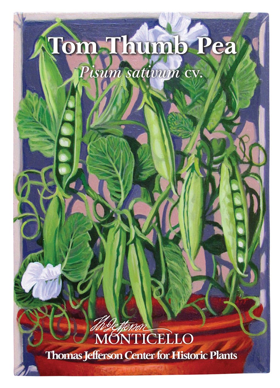 Tom Thumb Pea Seeds (Pisum sativum cv.) - Shop-orias